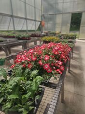 Citizens of Hale Farm & Village Plant Sale