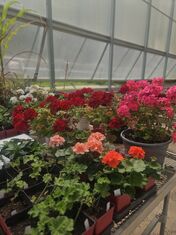 Citizens of Hale Farm & Village Plant Sale