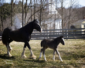 Maple Sugar Festival & Pancake Breakfast