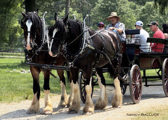 Sow & Grow Festival and Plant Sale