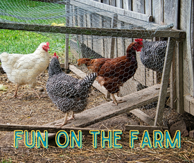 Fun on the Farm: Here Chicky, Chicky