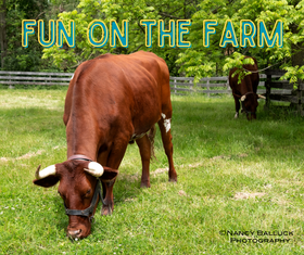 Fun on the Farm: Babe, the Blue Ox