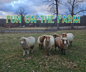 Fun on the Farm: From Sheep to Sweater