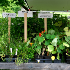 Citizens of Hale Farm & Village Plant Sale