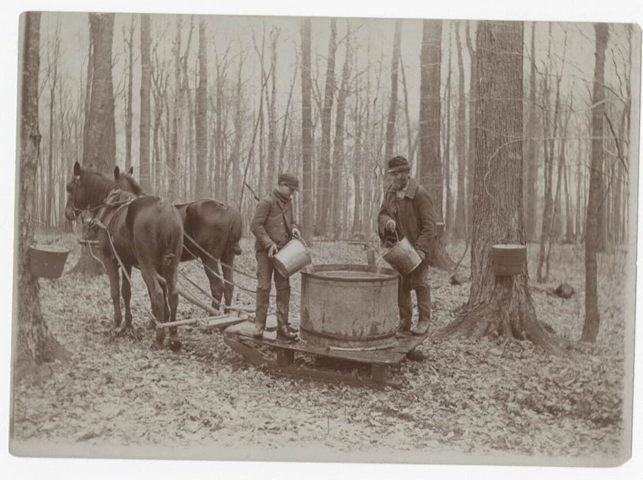 Farmers pouring liquid into tub on sleigh with horses in forest 1536x1147