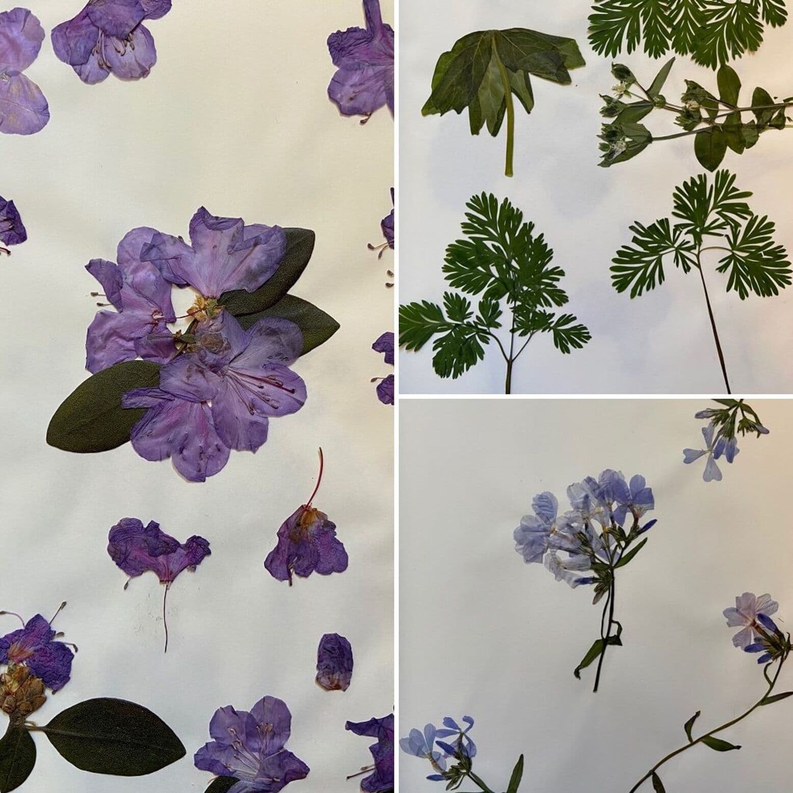 Pressed flower